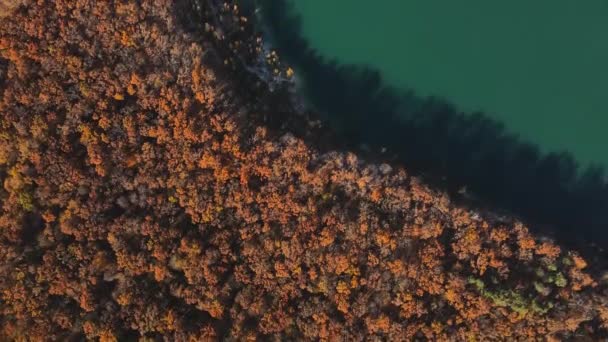 Hoch oben Drone Blick auf den See mit klarem türkisfarbenem Wasser und schönem Herbstwald. Luftaufnahme auf Goldene Bäume und See. — Stockvideo