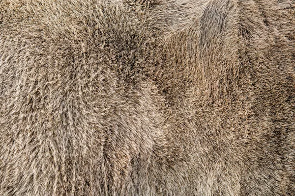 Textur eines braunen grauen Kuhfells. Hellgraues Kuhhaar aus nächster Nähe. Echtes Naturfell, Kopierraum für Text. — Stockfoto