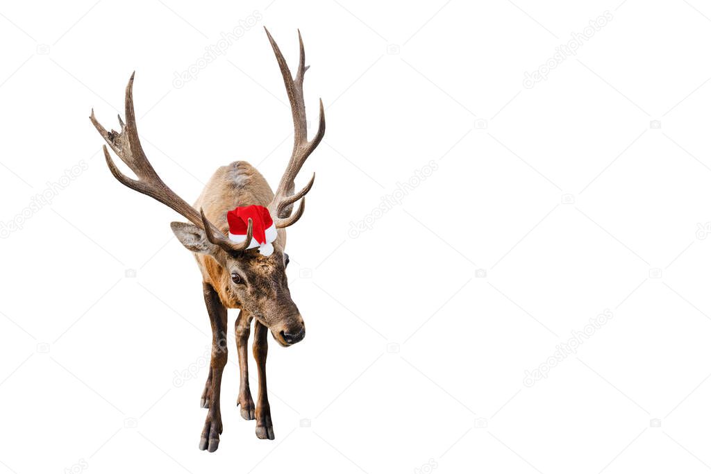 Funny Red deer with huge horns in Christmas or Santa hat isolated on white background. Deer is new year symbol. Banner with copy space