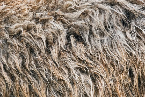 Bliżej brązowe i szare dzikie tłuste owcze futro. Sztandar zwierzęcy. — Zdjęcie stockowe