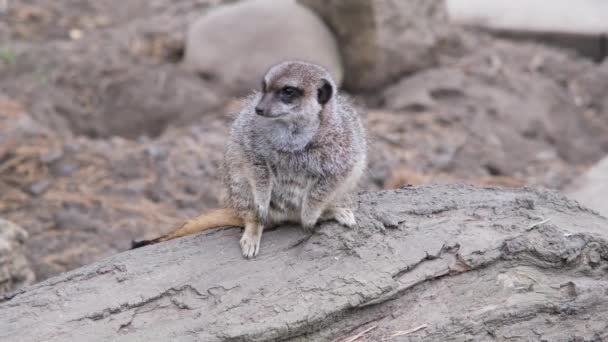 Roliga djur. Meerkat familjen solar sig tidigt på morgonen solsken. Meerkats-gruppen vid djurparkens aviär — Stockvideo