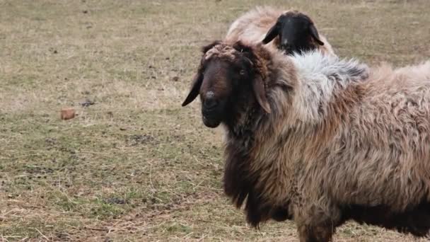 Zsírfarkú báránycsorda az állatkertben. 4K felbontású videó. Kövér farkú juh legeltetés a területen — Stock videók