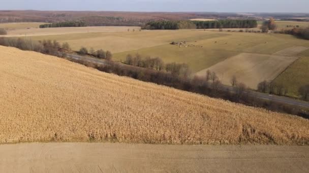 Vista aérea do drone que voa sobre a estrada do país, campo e rebanho de vacas pastando. Conceito agrícola ou agrícola. Vídeo de resolução 4k. — Vídeo de Stock