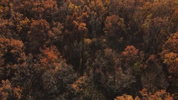 Drone utsikt över vackra gula och bruna gyllene skogsträd toppar. 4K upplösning video. Vacker höst träd toppar skog. — Stockvideo