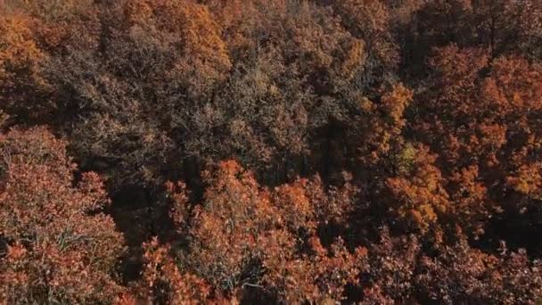 Drone utsikt över vackra gula och gyllene skogsträd toppar. 4K upplösning video. Vackra höst skog träd toppar — Stockvideo