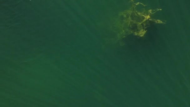 Drone uitzicht op helder turquoise water van het meer en silhouetten van overstroomde bomen. 4K resolutie video. Bomen onder water — Stockvideo