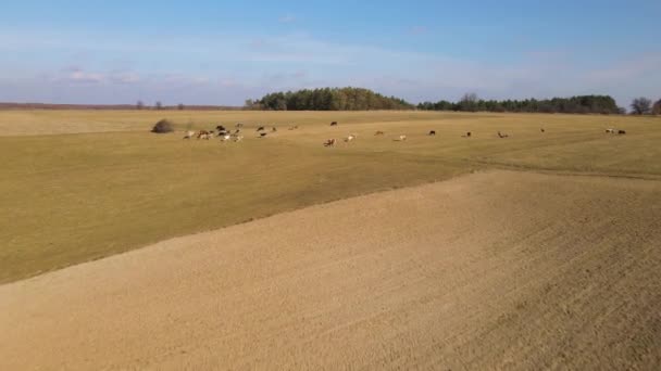 Widok z lotu drona nad polem i stado krów pasących się na pastwisku. Koncepcja rolnictwa rolnego. 4k rozdzielczość wideo — Wideo stockowe