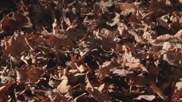 Vista de cerca de los pies en zapatillas de deporte caminando sobre hojas caídas de árboles. Camina por el parque de otoño. Pies femeninos en el follaje amarillo-marrón de otoño. Movimiento lento — Vídeo de stock
