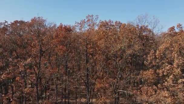 El dron desciende de arriba a abajo en las profundidades del bosque de robles de otoño. Cielo azul y bosque caducifolio de otoño video de resolución 4K. — Vídeo de stock