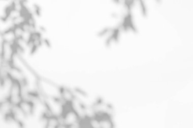 Damgalama için gölge efektleri. Model modeller. Doğal ışıklandırma manzaraları. Beyaz bir duvardaki ağaç dallarının gri gölgeleri. Kopyalama alanı olan pankart