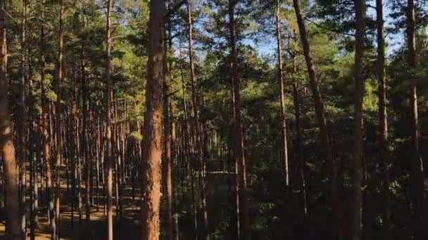 Drönaren stiger nedifrån och upp i en tallskog. Drönaren syn på tallskog, sjö och dimmig himmel. 4K-upplösning video. — Stockvideo