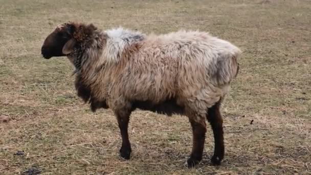 Uma manada de ovelhas gordas no zoológico. Vídeo de resolução 4K. Ovinos de cauda gorda pastando no campo — Vídeo de Stock