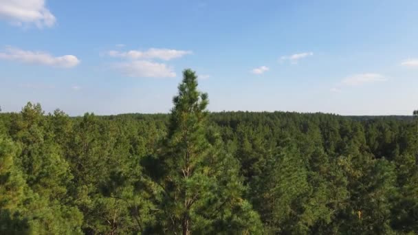 Drönaren går ner från botten upp i en tallskog. Drönare utsikt över vacker tallskog och dimmig himmel. 4K-upplösning video — Stockvideo