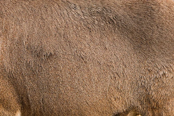 Cerca de la piel de oveja berberisca salvaje marrón. Banner de piel animal. —  Fotos de Stock