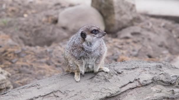 Śmieszne zwierzęta. Rodzina Meerkatów opalająca się wczesnym rankiem. Grupa surykatów w ptaszarni zoo — Wideo stockowe