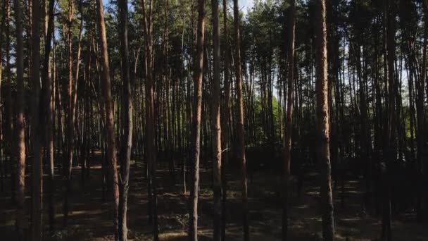 A drón alulról emelkedik fel egy fenyőerdőben. A drón kilátás fenyőerdőre, tóra és blye égre. 4K felbontású videó — Stock videók