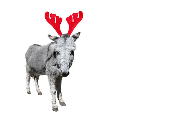 Christmas funny gray donkey isolated on white background. Full length donkey portrait in Christmas Reindeer Antlers Headband. Banner with copy space