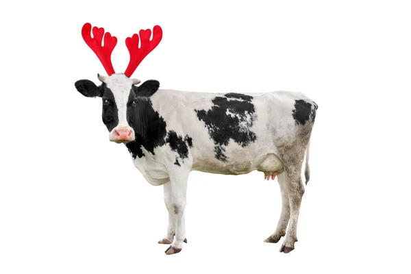 Noël drôle vache tachetée noir et blanc isolé sur fond blanc. Portrait de vache pleine longueur en bois de renne de Noël Bandeau — Photo