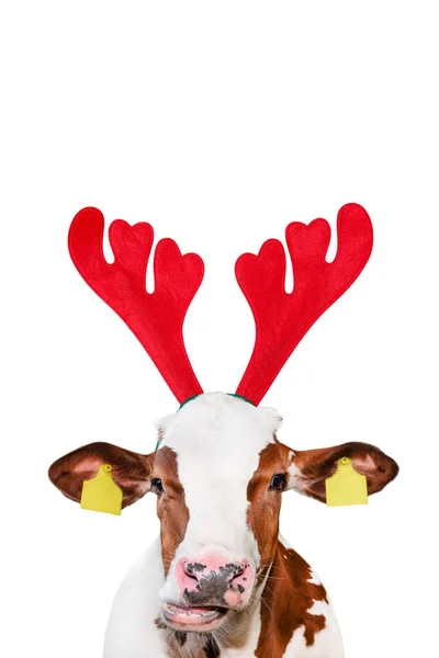 Karácsonyi vicces tehén elszigetelt fehér háttérrel. Tehén portré a karácsonyi rénszarvas agancs fejpánt — Stock Fotó