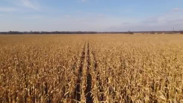 Drönaren flyger över ett fält med mogen majs. Jordbrukskoncept 4K upplösning video. Majsfält och blå himmel horisont — Stockvideo
