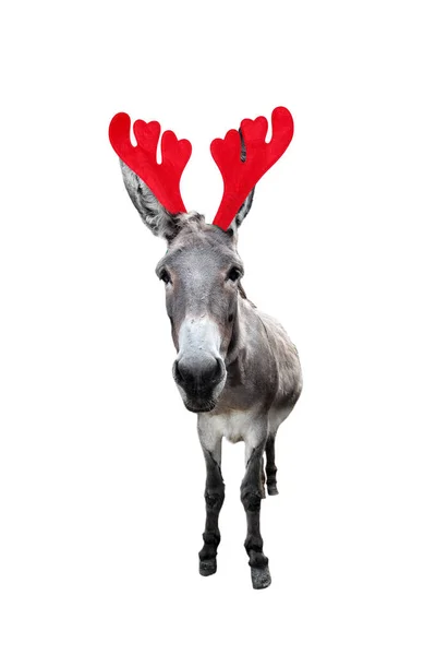 Natale divertente asino grigio isolato su sfondo bianco. Ritratto a figura intera dell'asino nella fascia delle renne natalizie Antlers — Foto Stock