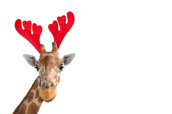 Very funny giraffe head in Christmas Reindeer Antlers Headband isolated on white background. Funny giraffe portrait isolated. Funny giraffe Santa concept. Banner with copy space.