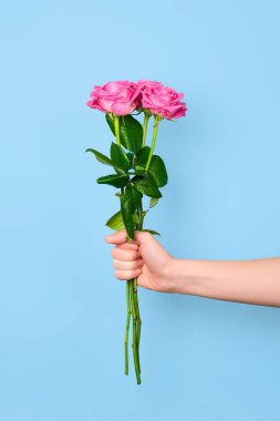 Mavi arka planda ince pembe gül buketi var. Sevgililer Günü için modaya uygun pankart, Uluslararası Kadınlar Günü veya Anneler Günü.