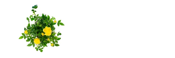 Visão superior em belo pequeno arbusto de rosas amarelas em um pote isolado no fundo branco. Plantas de casa e conceito de jardinagem. Banner longo com espaço de cópia — Fotografia de Stock
