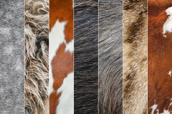 Κολάζ φωτογραφιών από μαλλί και γούνα από διάφορα ζώα. Αγελάδα, πρόβατα, κατσίκα, άλογο, γαϊδουράκια δέρμα και γούνα από κοντά — Φωτογραφία Αρχείου