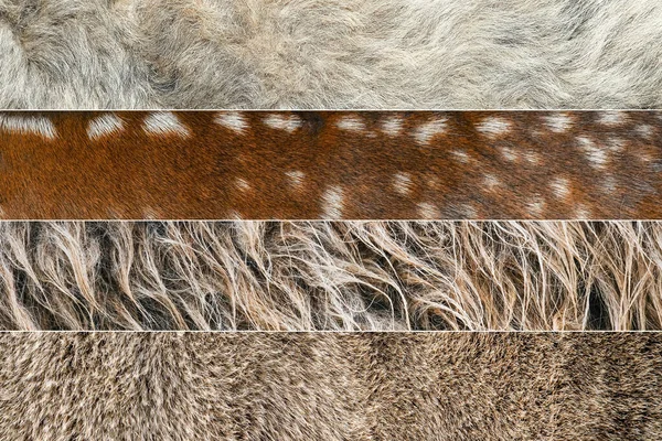 Κολάζ φωτογραφιών από μαλλί και γούνα από διάφορα ζώα. Ελάφι, κατσίκα, γούνα προβάτου κολάζ — Φωτογραφία Αρχείου