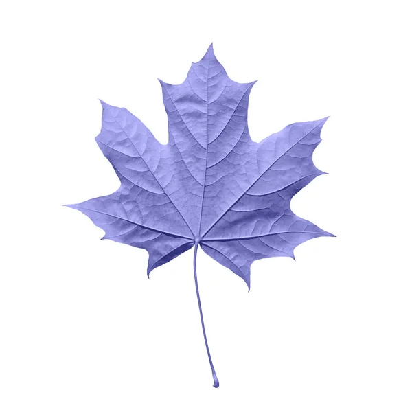 Purple or violet maple leaf isolated white background. Beautiful autumn maple leaf isolated on white. Fall leaf toned in trendy 2022 color — Foto Stock