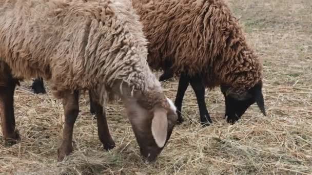 Herd of fat-tailed sheep in the zoo. 4K resolution video. Fat tailed sheep grazing at the field. Farm animals. — Stock Video