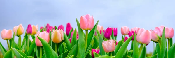 Bellissimo campo di tulipani rosa o magenta da vicino e cielo azzurro. Fondo primaverile con teneri tulipani. Sfondo floreale rosa. Bandiera lunga primavera — Foto Stock