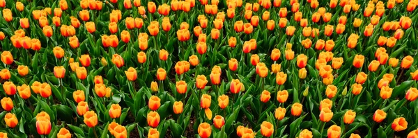 Krásné pole žlutých, oranžových a červených tulipánů se uzavírá. Jarní pozadí s jemnými tulipány. Květinové pozadí. jarní nápis — Stock fotografie