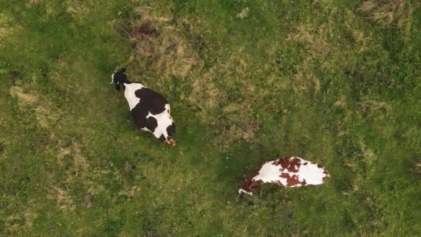 飛行場上空を飛行する高空中ドローンと放牧牛2頭。農業や農業の概念。4k解像度ビデオ — ストック動画