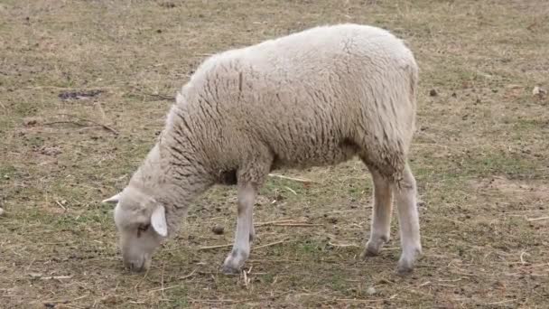 Стадо товстохвостих овець в зоопарку. Відео роздільної здатності 4K. Жирний хвіст вівці пасуться на полі. Фермерські тварини . — стокове відео