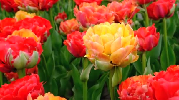 Pohled zblízka na velké Pole nebo louku červených tulipánů. Pole pivoňských tulipánů. Tulipány se houpají ve větru. Vysoce kvalitní video 4k rozlišení — Stock video