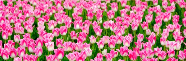 Krásné pole růžové nebo purpurové tulipány zblízka. Jarní pozadí s jemnými tulipány. Růžové květinové pozadí. — Stock fotografie