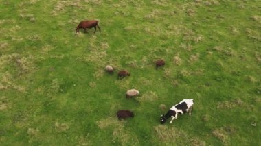 Yüksek Hava İHA 'sı tarlanın üzerinde uçuyor ve otlayan inek sürüsü. Çiftlik ya da tarım konsepti. 4k çözünürlük videosu.