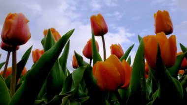Field ya da çayırdaki kırmızı ve turuncu laleleri ve dramatik ufuk çizgisini kapatın. Laleler rüzgarda sallanır. Çiçekli bahar video afişi.