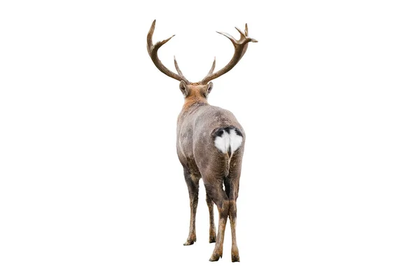 The dappled deer with huge horns is isolated on white background. Dappled deer close up back view. Deer butt — Foto Stock