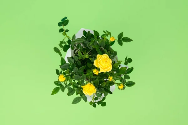Vedere de sus pe frumos tufiș mic de trandafiri galbeni într-o oală izolată pe fundal verde deschis. Acasă plante și concept de grădinărit — Fotografie, imagine de stoc