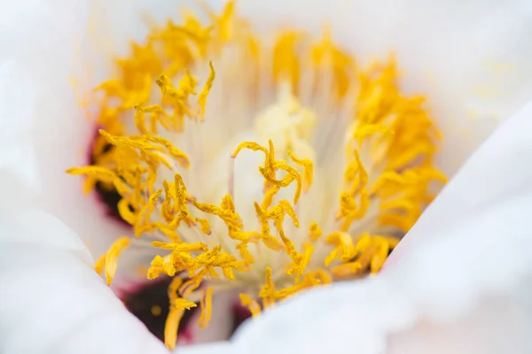 美しい白い牡丹の花のクローズアップまたはマクロ. — ストック写真