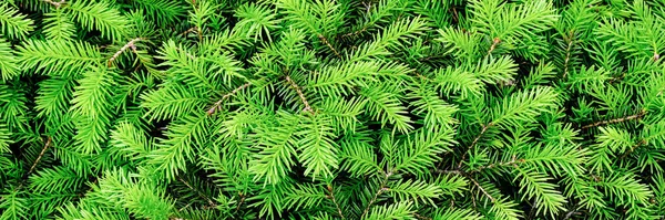 Green Spruce background or texture close up. Young spruce sprouts close up. Long natural banner with copy space. — Stock Photo, Image