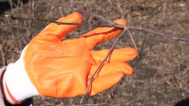 Elleri koruyucu eldivenlerle bir ağacı önleyici ile buduyor. Çiftçi baharda bahçedeki bir ağacın dallarını budama makası ya da mezhepçilerle keser. Bahçe konsepti