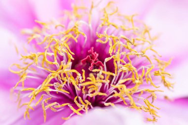 Yaklaş ya da güzel pembe şakayık çiçeğinin makrosu.