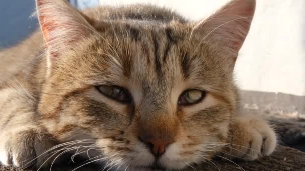 Komik kedi ağızlığı kapat. Kedi yalan söyler ve diğerlerini izler. 4K çözünürlük videosu — Stok video