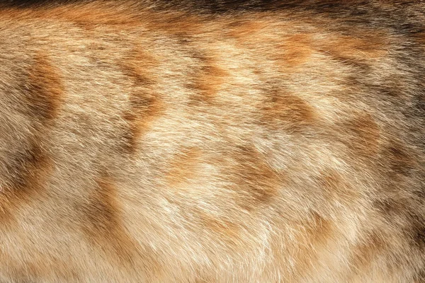 Patrón de piel de gato o textura. Banner de textura de piel animal natural. Fondo de piel de cerca —  Fotos de Stock