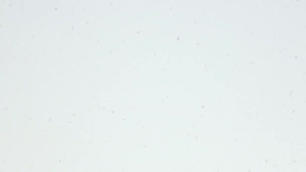 Vločky pozadí. Silný padající sníh na bílém pozadí oblohy. Zimní bouřka zasněžené pozadí. Rozlišení 4k — Stock video
