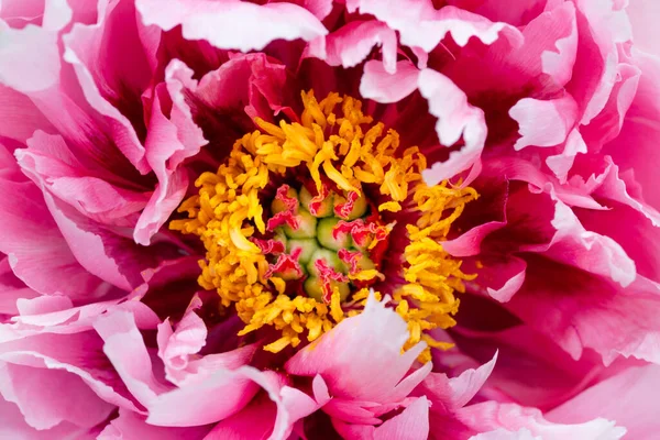 美しいピンクの牡丹の花の閉じているかマクロ. — ストック写真